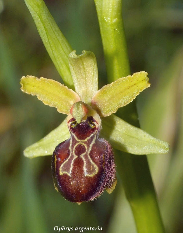 Ophrys montis-leonis sulla costa tirrenica laziale e sugli Aurunci  marzo 2024